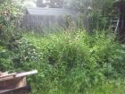 Wallington garden area before