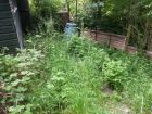 Neglected area - Coulsdon garden